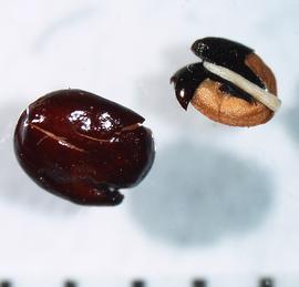   Seeds:     Pupalia lappacea , seed with testa (left); seed with testa partially removed, with radicle (right); Photo by A. Margina, USDA APHIS PPQ, imageID.idtools.org
